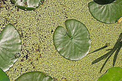 索尼移除PS商店烦人功能 领免费游戏不再发电子账单